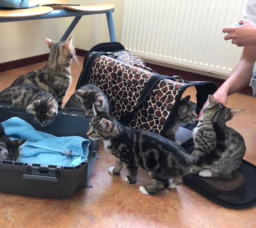 katten-familie-op-bezoek-oost-gridhome