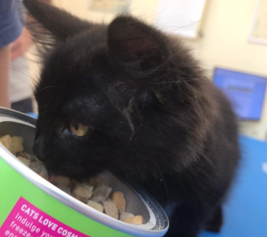 kitten-eet-uit-snoepjebak-gridhome