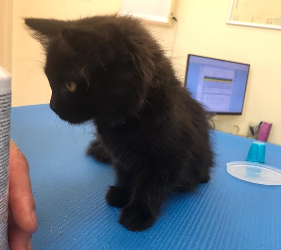 kitten-kijkt-aandachtig-oost-gridhome